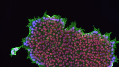 microscopic capture of stem cells