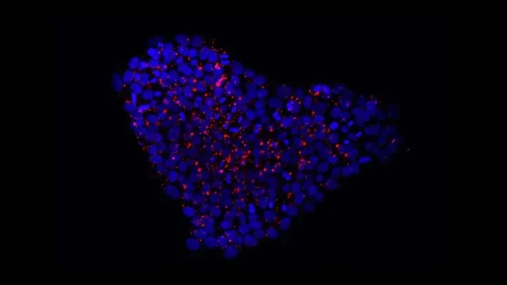Heart-shaped cluster of iPSCs. 