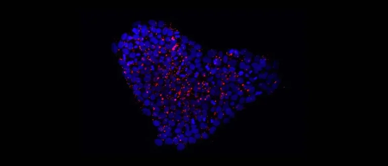 Heart-shaped cluster of iPSCs. 